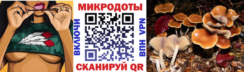 Галлюциногенные грибы Psilocybine cubensis  Купить где  Кизилюрт 